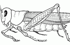 Pin By Seedtime And Harvest Homestead On Jewelry Inspiration Insect