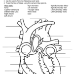 Pin By Shannon Gibson On Science Diagrams Heart Diagram Human Heart