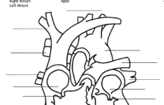 Pin By Shannon Gibson On Science Diagrams Heart Diagram Human Heart