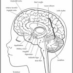 Pin By Simona Petrova On Kwigisha Human Body Worksheets Brain