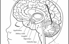 Pin By Simona Petrova On Kwigisha Human Body Worksheets Brain