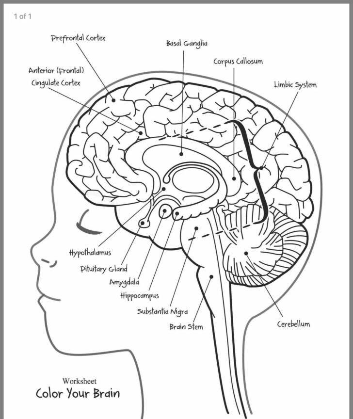 Human Brain Anatomy Worksheet