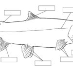 Pin By Zollie Kerns On Kids Home School Fish Anatomy Homeschool