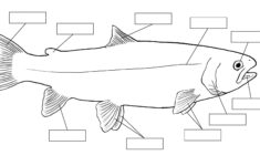 Pin By Zollie Kerns On Kids Home School Fish Anatomy Homeschool