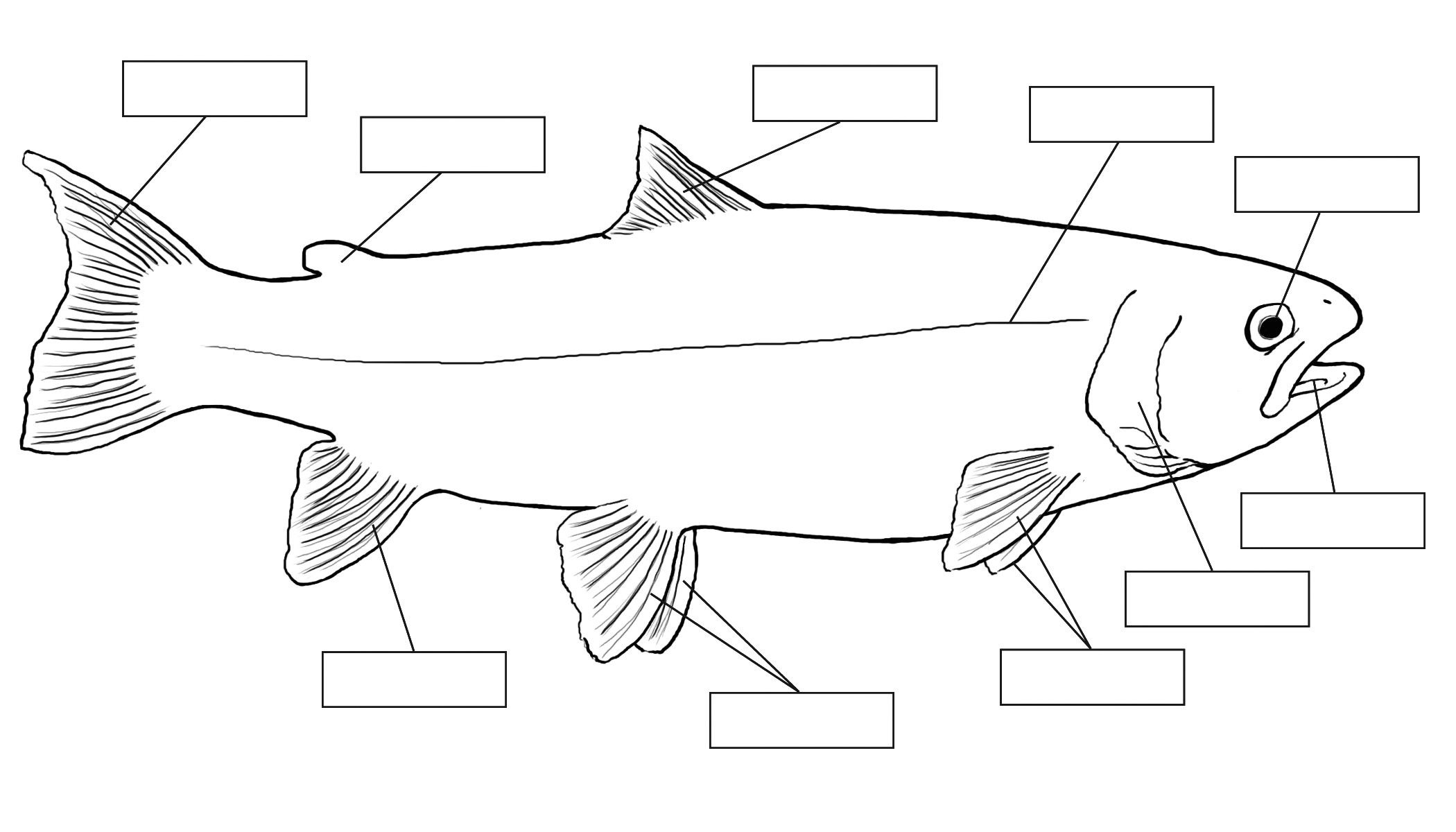 Pin By Zollie Kerns On Kids Home School Fish Anatomy Homeschool 