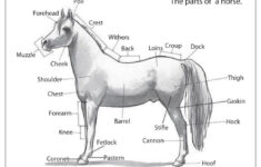 Pin On AHG Horsemanship Badge