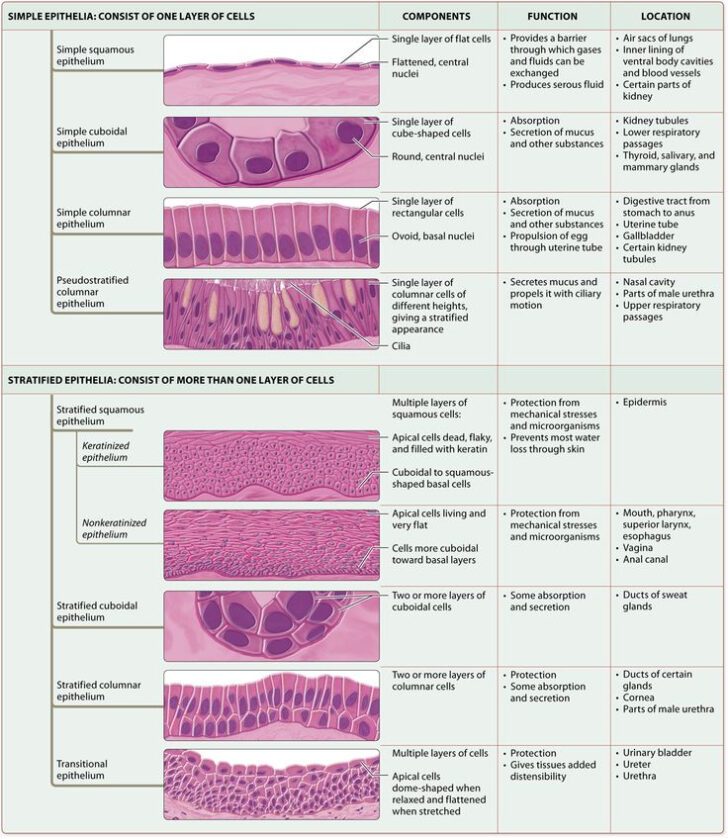 Summary Of Epithelial Tissues Printable