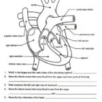 Pin On Anatomy And Physiology