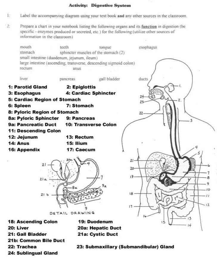 Anatomy Of The Digestive System Worksheet Answers