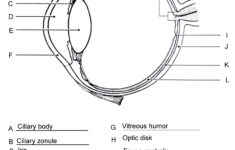 Pin On Anatomy And Physiology