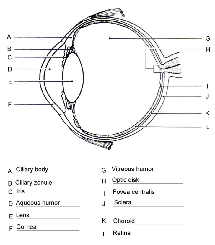Structure Of The Eye Worksheet