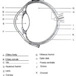 Pin On Anatomy And Physiology