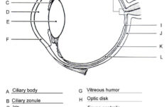 Pin On Anatomy And Physiology