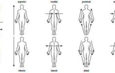 Pin On Anatomy And Physiology