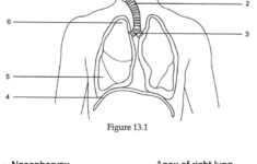 Pin On Anatomy And Physiology