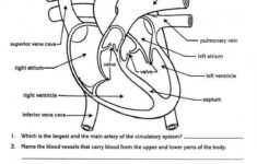 Pin On Anatomy And Physiology