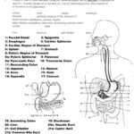 Pin On Anatomy And Physiology