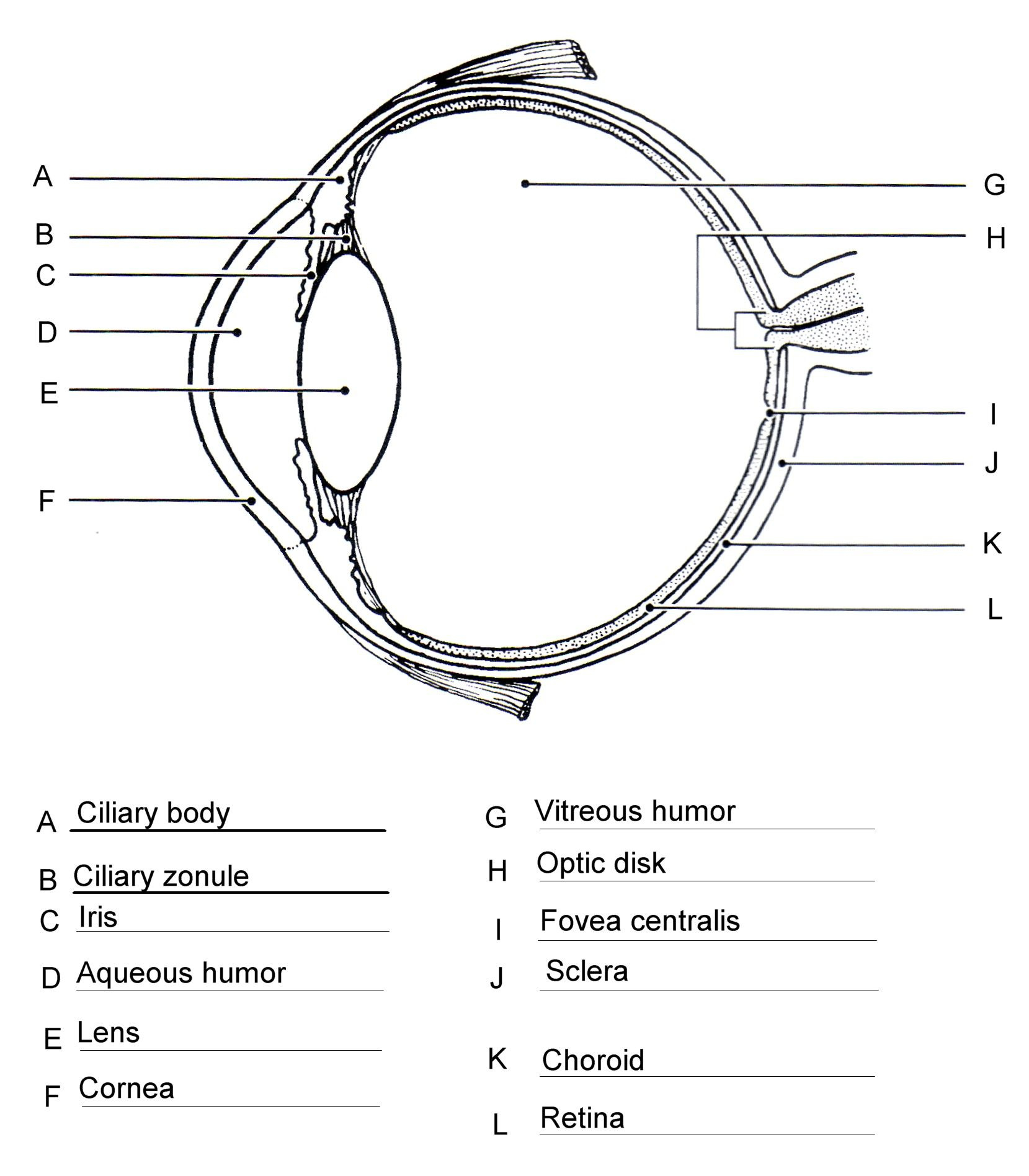 Anatomy Of The Eye Coloring Worksheet Answer Key Anatomy Worksheets