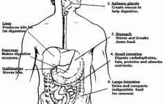 Pin On Anatomy And Physiology For Kids