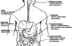 Pin On Anatomy And Physiology For Kids