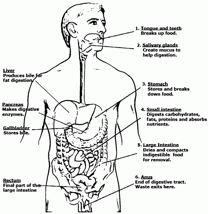 Anatomy And Physiology Printable Diagram