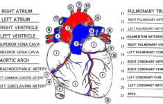 Pin On Anatomy For Drawing
