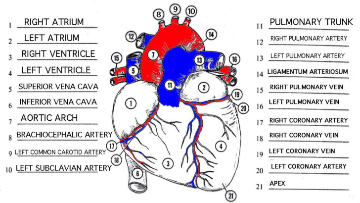 Mammalian Heart Anatomy Worksheet External Answers