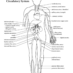 Pin On Anatomy Physiology