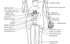 Pin On Anatomy Physiology
