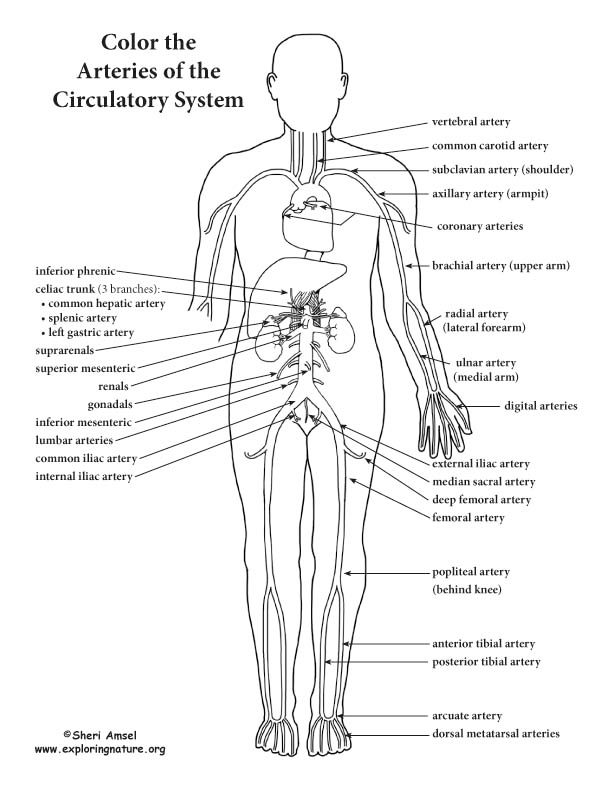 Pin On Anatomy Physiology