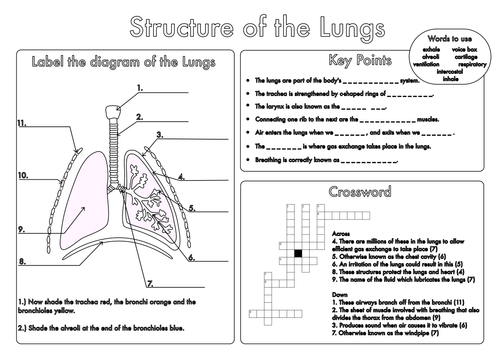 Building The Framework Heart Anatomy Worksheet Answers Anatomy Worksheets