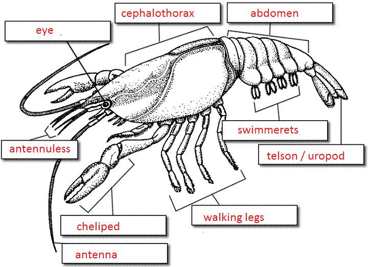 Crayfish Anatomy Worksheet