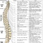 Pin On Chiropractic