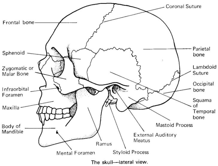 Skull Worksheets Anatomy