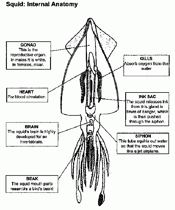 Squid Internal Anatomy Student Worksheet