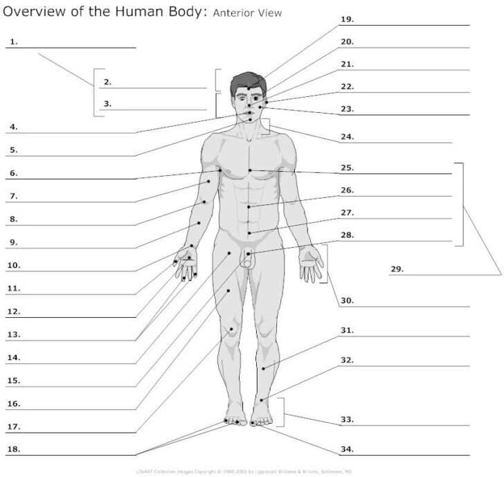 Surface Anatomy Worksheet