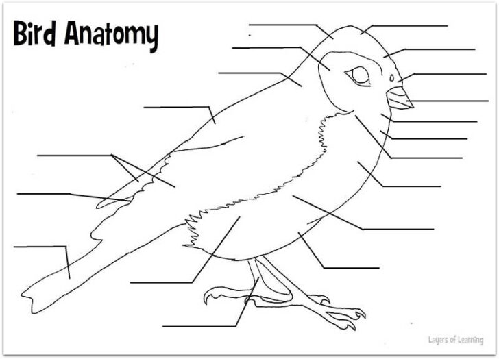Bird Anatomy Worksheet