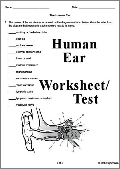 Ear Anatomy And Function Worksheet Answers