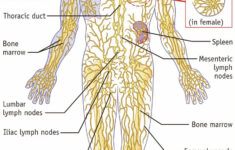 Pin On Human Anatomy Organs