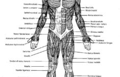 Pin On Muscular System