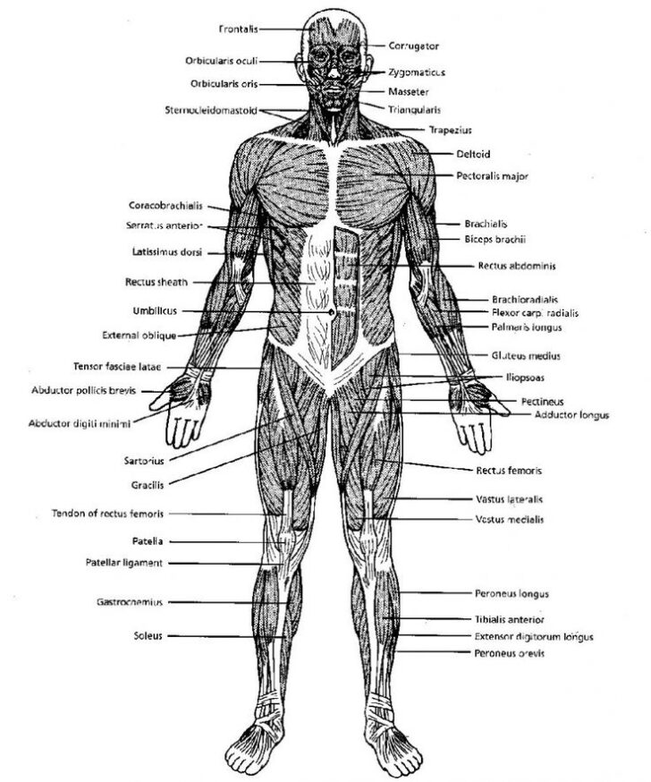 Gross Anatomy Of The Skeletal Muscles Worksheet