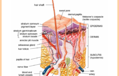 Pin On Nursing School And Study Guides