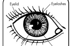 Pin On Pint Sized Pupils For Kids