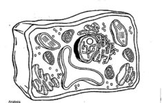 Pin On Science Cells