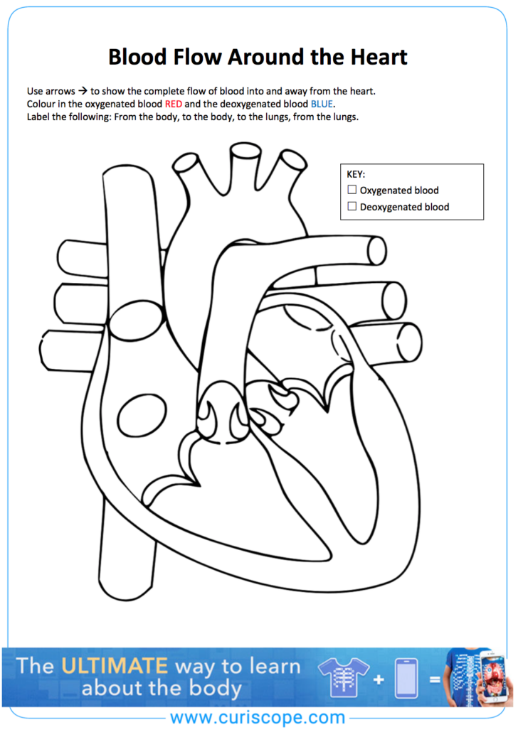 Heart Anatomy And Blood Flow Worksheet