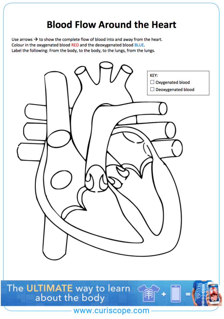 Heart Anatomy And Blood Flow Worksheet Anatomy Worksheets