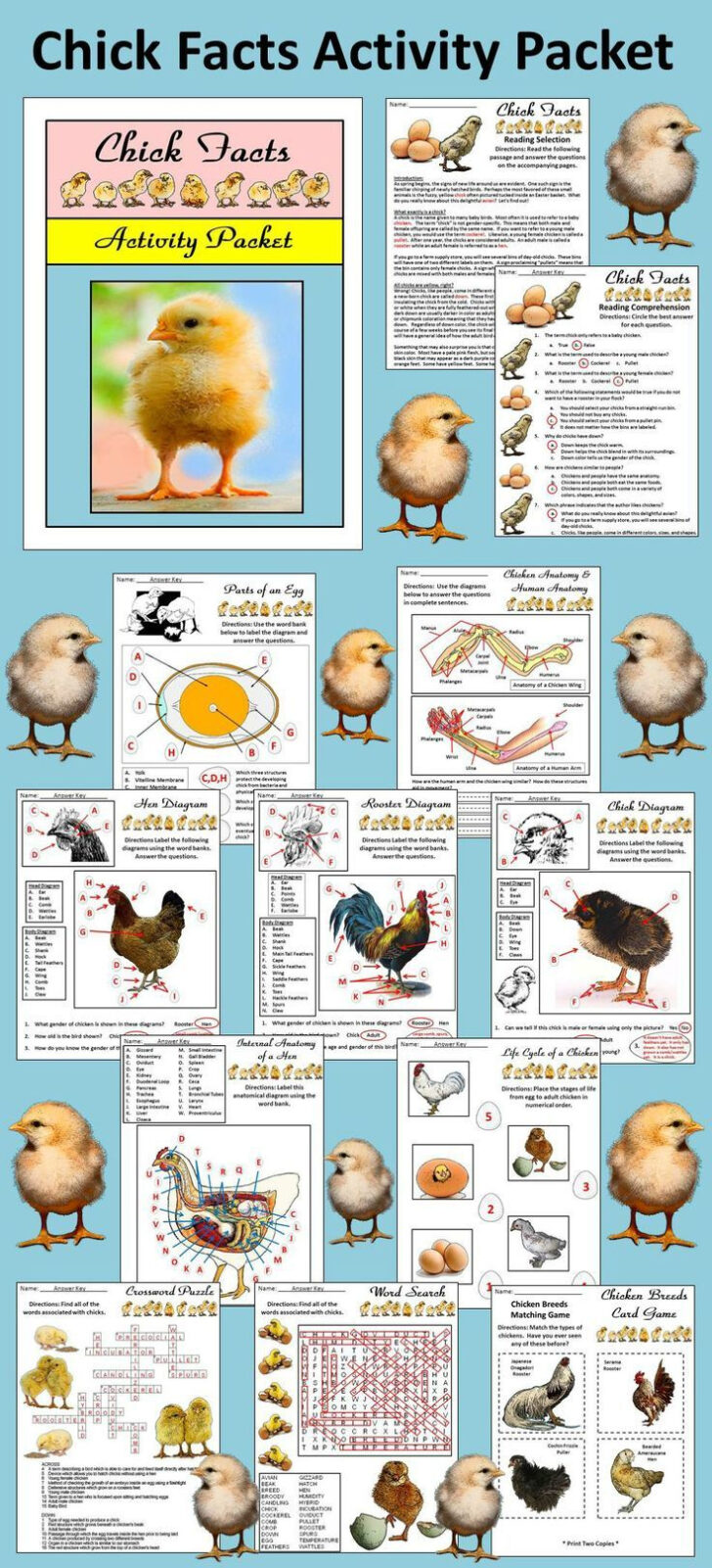 Comparative Anatomy Of The Domestic Chicken Worksheet Answer Key