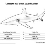 Pin On Shark Education Activities