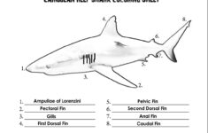 Pin On Shark Education Activities