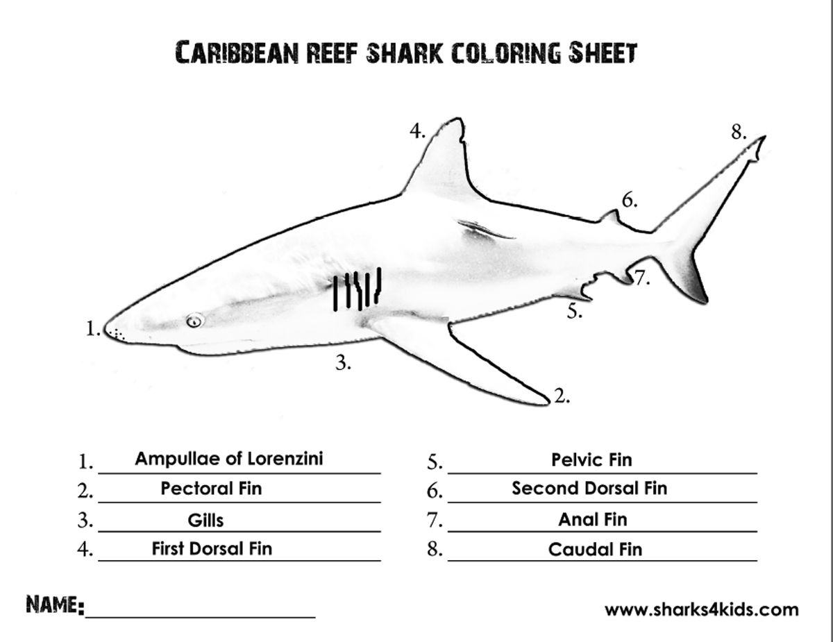 Shark Anatomy Worksheet Anatomy Worksheets